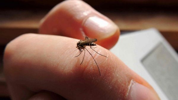 Confirman circulación del serotipo “más agresivo” de dengue