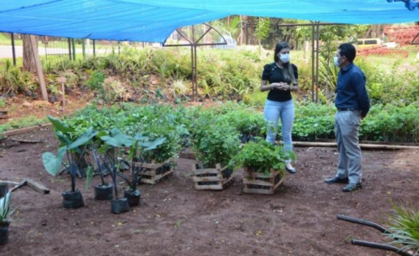 Municipalidad de CDE recibe importante donación de plantines