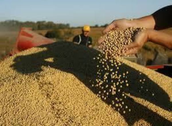 Brasil: Autorizan exportación y comercialización de soja paraguaya