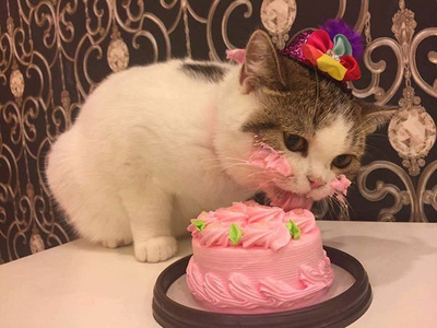 15 personas se contagiaron de covid-19 luego de asistir a la fiesta de cumpleaños de un gato
