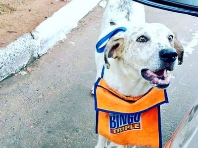 Furor en redes: El perro que ayuda a su dueño a vender cartones de bingo