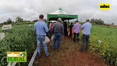 ABC Rural: En jornada de campo de Pirapó, variedades Great Seeds - ABC Rural - ABC Color