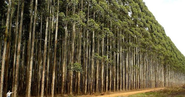 La Nación / Fepama condena tráfico ilegal de sustancias en cargamentos de carbón vegetal