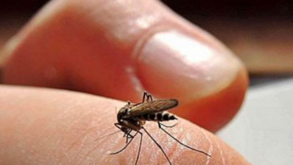 Confirman casos de dengue en Central