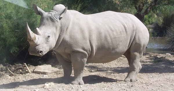 La Nación / Muere en Kenia el último macho de rinoceronte blanco del norte