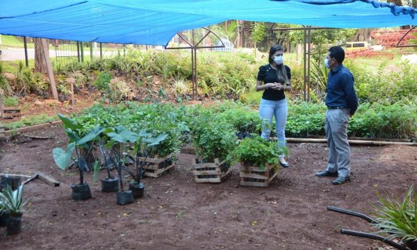 Municipalidad de CDE recibe importante donación de plantines – Diario TNPRESS