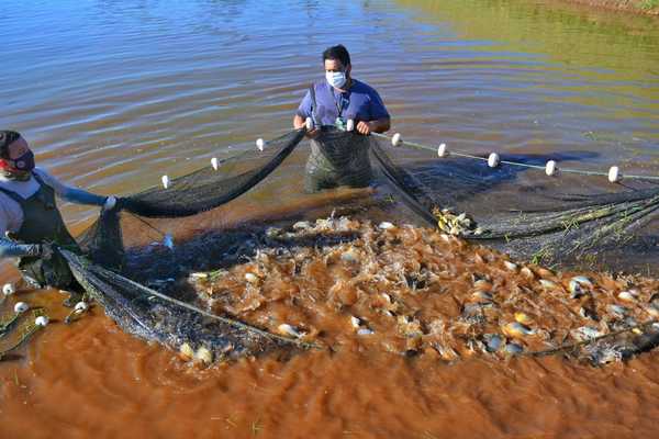 En 20 años, la Itaipu lleva producidos más de 21 millones de peces nativos | .::Agencia IP::.