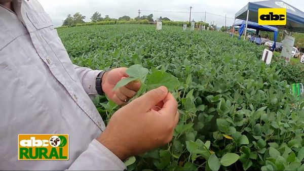 Sojapar gana terreno en Pirapó - ABC Rural - ABC Color