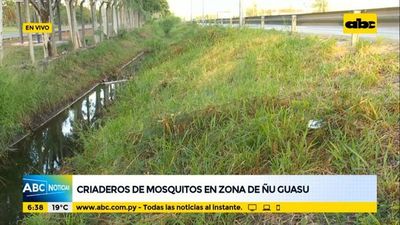 Criaderos de mosquitos en zona de Ñu Guasu - ABC Noticias - ABC Color