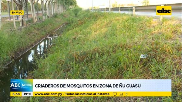 Criaderos de mosquitos en zona de Ñu Guasu - ABC Noticias - ABC Color