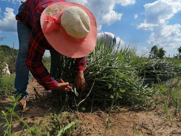 “Las Cayetanas”, mujeres emprendedoras y valerosas de Villeta