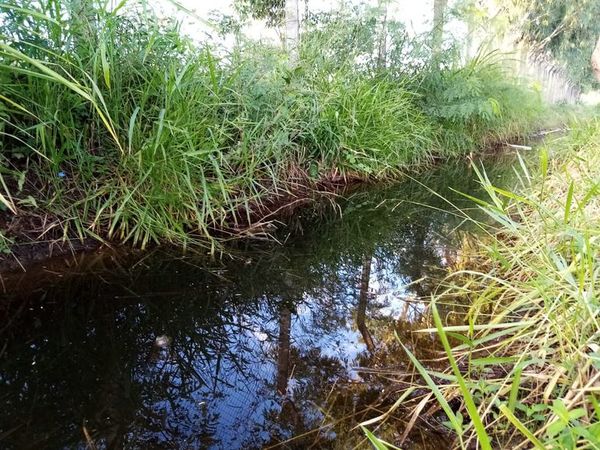Agua estancada y malezas al costado del parque Ñu Guasu, ideal para criar mosquitos del dengue - Nacionales - ABC Color