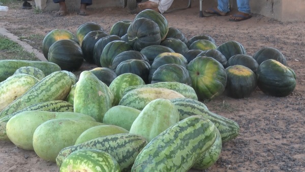 Productores indígenas intentan comercializar sus sandías en Filadelfia