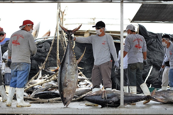 México anuncia el levantamiento de la veda de atún - MarketData