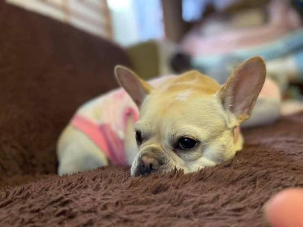 Opa el amor: quiere régimen de visita para con su perrita