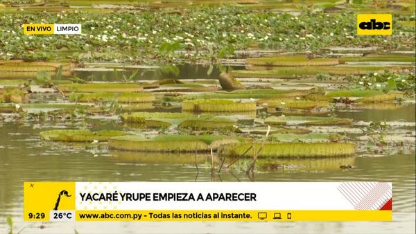 Jakare yrupe empieza a aparecer en Piquete Cué - ABC Noticias - ABC Color
