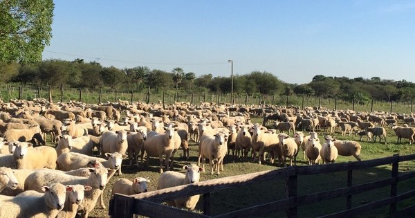 La Nación / Celebran posibilidad de incursionar en el mercado de Catar con carne ovina paraguaya