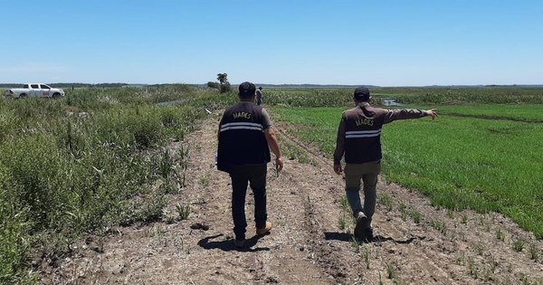 La Nación / Arroceros desvían lagunas y arroyos a sus cultivos, violando ley de impacto ambiental