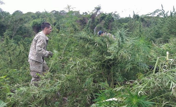 Destruyen cassi 10 toneladas de marihuana en Caaguazu