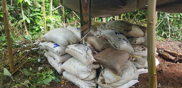 Destruyen casi 10 toneladas de marihuana en Caaguazu