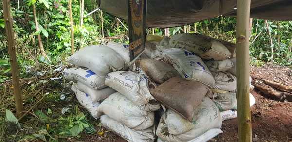Senad destruye cerca de 10 toneladas de marihuana en Caaguazú | .::Agencia IP::.