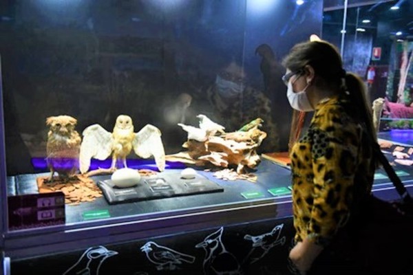 Museo de Itaipu potenció la investigación arqueológica y eventos virtuales | .::Agencia IP::.