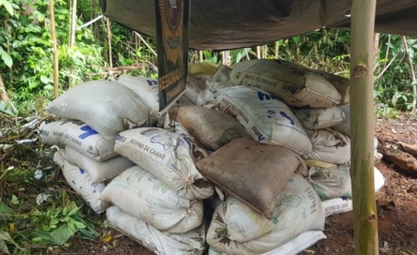 Senad destruye cerca de 10 toneladas de marihuana en Caaguazú