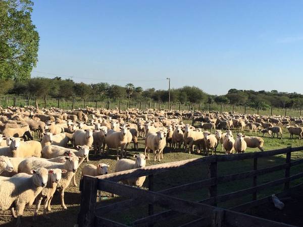 Celebran posibilidad de incursionar en el mercado de Catar con carne ovina paraguaya