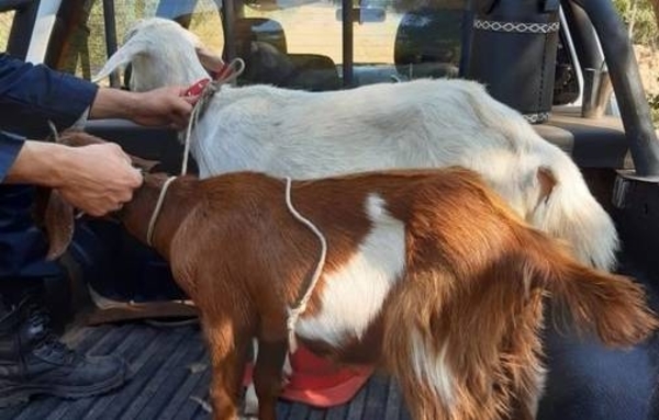 HOY / Niña de Emboscada está viva, no salió del país y las cabras fueron cuento chino