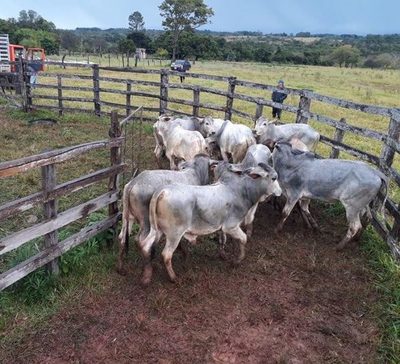 Ñeembucú proyecta inseminar a 3.000 vacas para el cierre del 2021 | OnLivePy