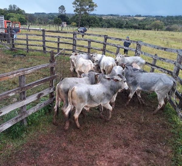 Ñeembucú proyecta inseminar a 3.000 vacas para el cierre del 2021 | OnLivePy