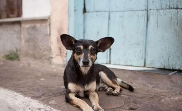 HOY / Imputan a mujer que deja sin agua y comida a su perro hasta morir