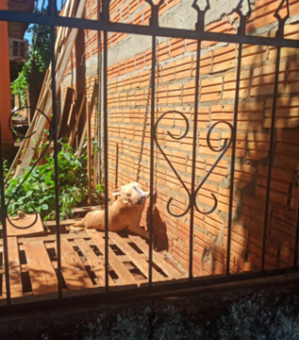 Imputan a mujer que mató a su perro