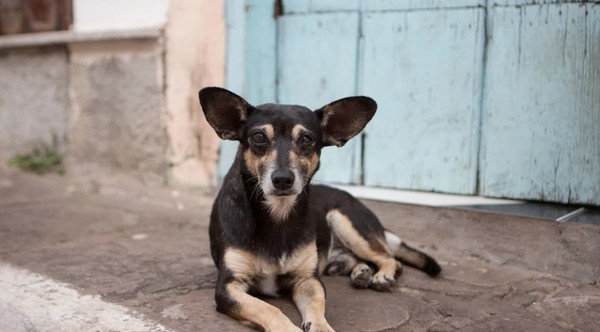 Imputan a mujer que deja sin agua y comida a su perro hasta morir