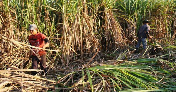 La Nación / Cañicultores de Caaguazú iniciaron el año con buenas perspectivas