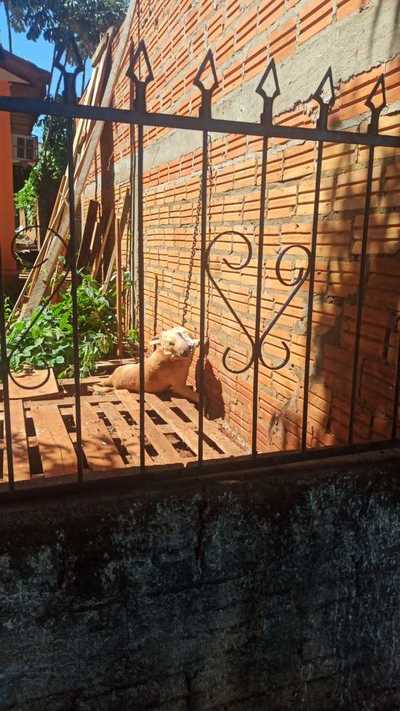 Por dejar morir a su perro fue imputada - Noticde.com