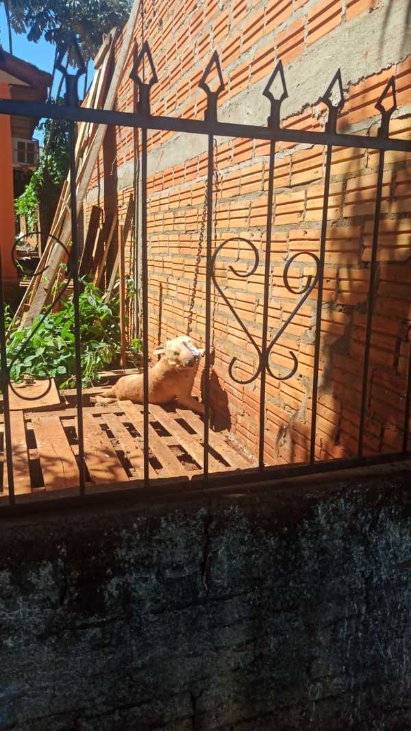 Por dejar morir a su perro fue imputada - Noticde.com