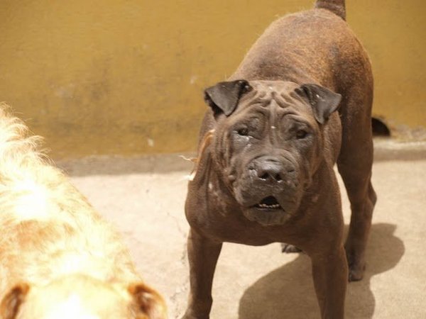 ¡Imputada por dejar morir a su perro atado, sin agua y sin comida!