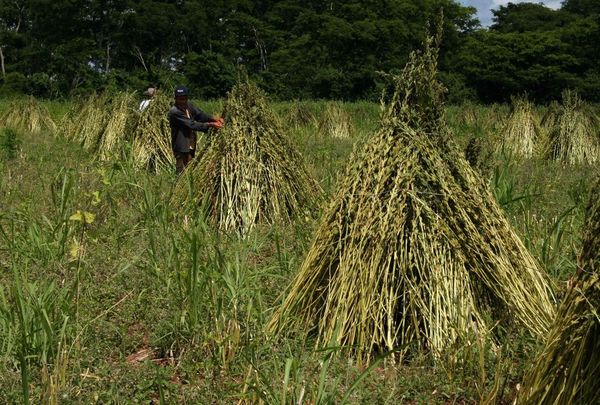 Sésamo presenta buen comportamiento y nuevos impuestos para agricultores