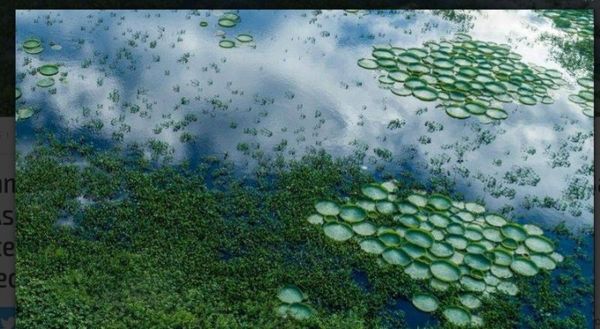 Luego de varios años reaparece el Yacaré Yrupé en zona de la Bahía de Asunción