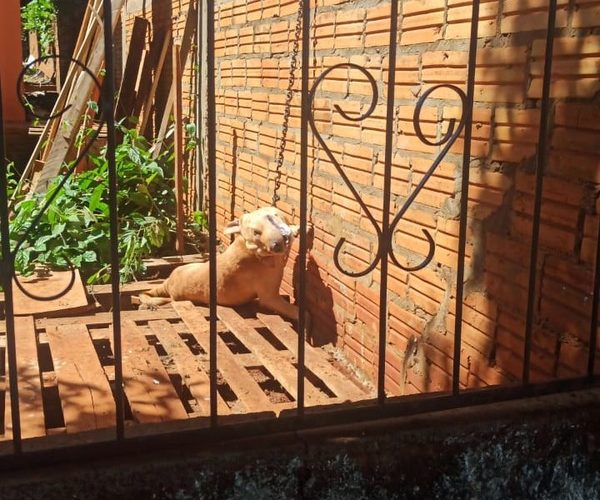 Imputan a mujer por abandonar a su perro sin agua y alimentos hasta morir – Diario TNPRESS
