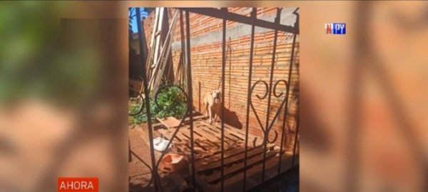 Imputada por abandonar a su perro sin agua ni comida hasta que murió | Noticias Paraguay