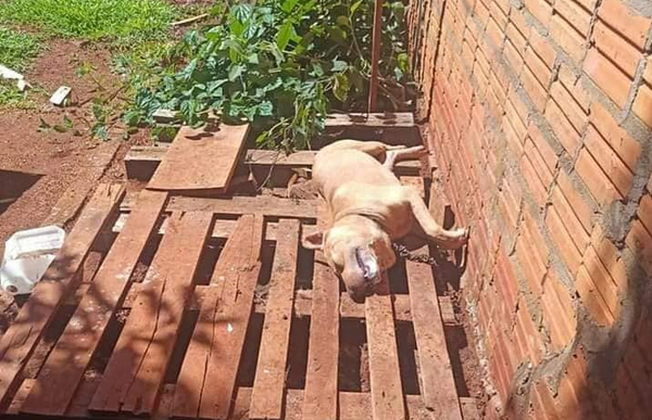 Abandonó por varios días a su perro atado con una cadena sin agua ni comida, el animal murió, la mujer ya fue imputada