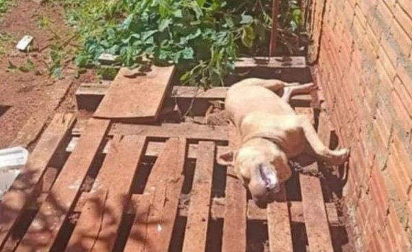Hizo pasar hambre y sed a su perro hasta la muerte y ahora es imputada