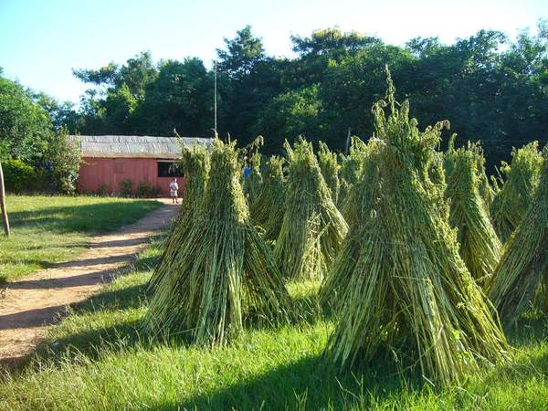 Inició cosecha de sésamo, rubro que impacta positivamente en la agricultura familiar campesina | .::Agencia IP::.