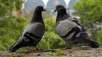 Legados