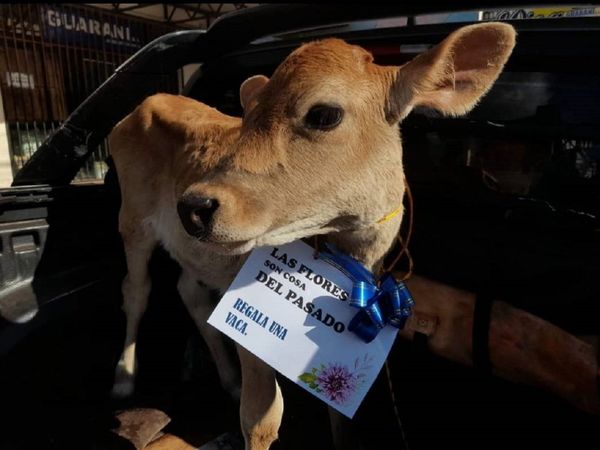 Regalan vaquitas a sus chulis por Día de los Enamorados