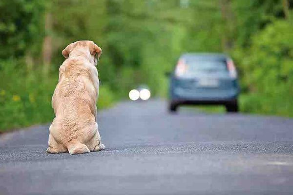 Mujer imputada por abandonar a su perro se expone a dos años de prisión