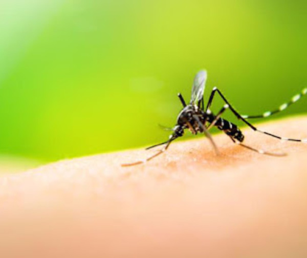 Salud confirma primer fallecimiento por dengue del 2021