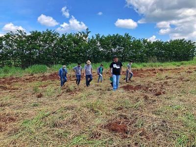 Reforestarán 138 hectáreas en franja de protección de Itaipú - ABC en el Este - ABC Color